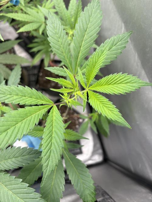 SOG: Oreoz Milkshake f4. Week 3