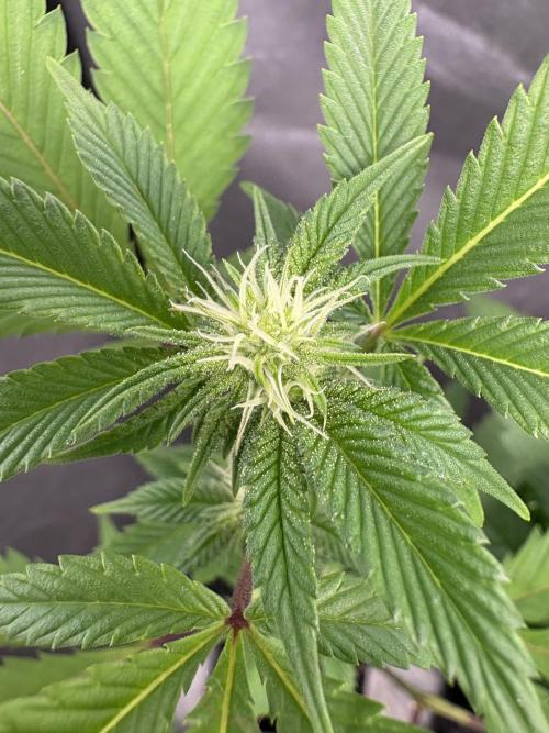 SOG: Oreoz Milkshake f4. Week 5