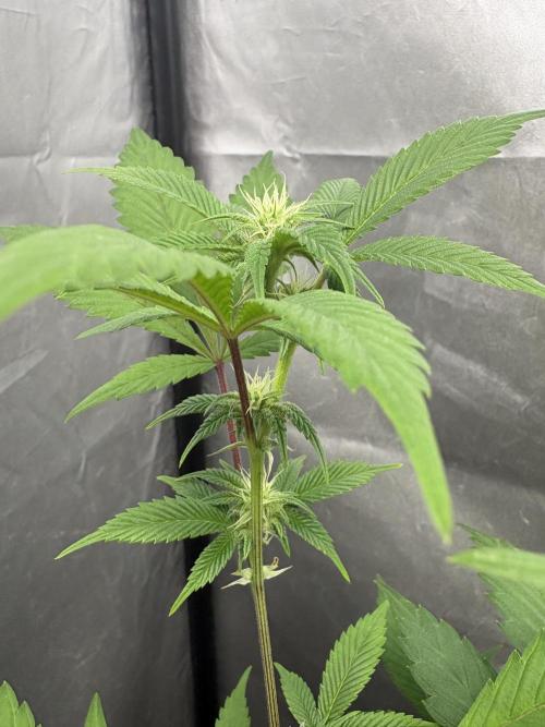 SOG: Oreoz Milkshake f4. Week 5