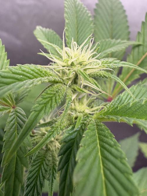 SOG: Oreoz Milkshake f4. Week 5