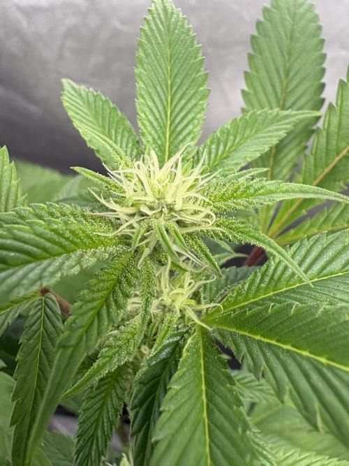 SOG: Oreoz Milkshake f4. Week 5