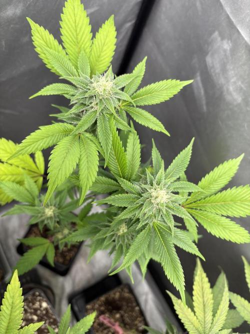 SOG: Oreoz Milkshake f4. Week 6