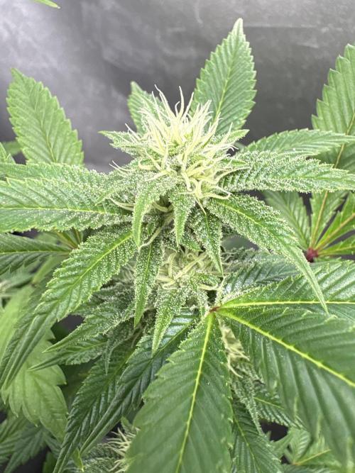 SOG: Oreoz Milkshake f4. Week 6