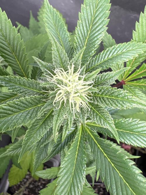 SOG: Oreoz Milkshake f4. Week 6