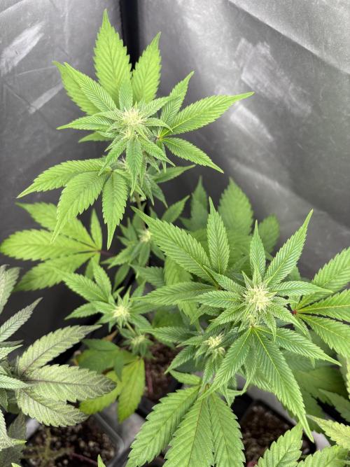 SOG: Oreoz Milkshake f4. Week 6