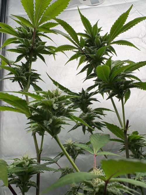 SOG: Oreoz Milkshake f4. Week 7