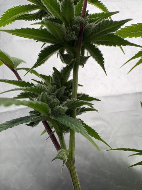 SOG: Oreoz Milkshake f4. Week 7