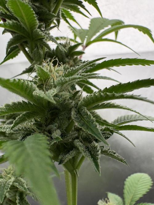SOG: Oreoz Milkshake f4. Week 7