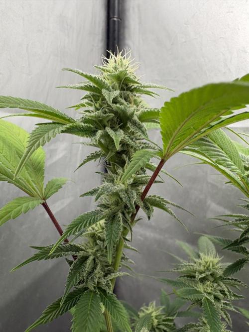 SOG: Oreoz Milkshake f4. Week 7