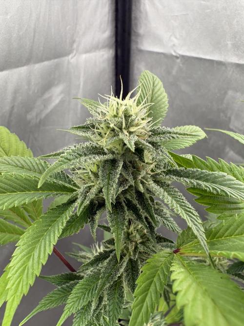 SOG: Oreoz Milkshake f4. Week 7