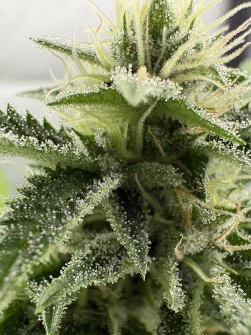 SOG: Oreoz Milkshake f4. Week 7