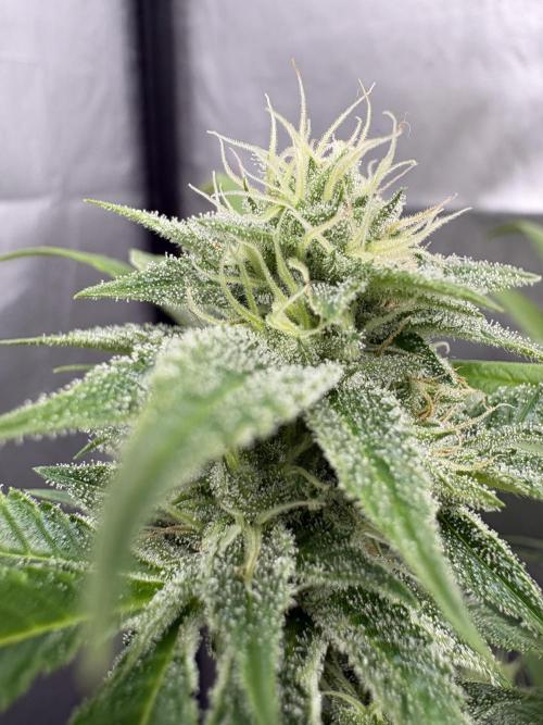 SOG: Oreoz Milkshake f4. Week 7