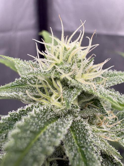 SOG: Oreoz Milkshake f4. Week 7