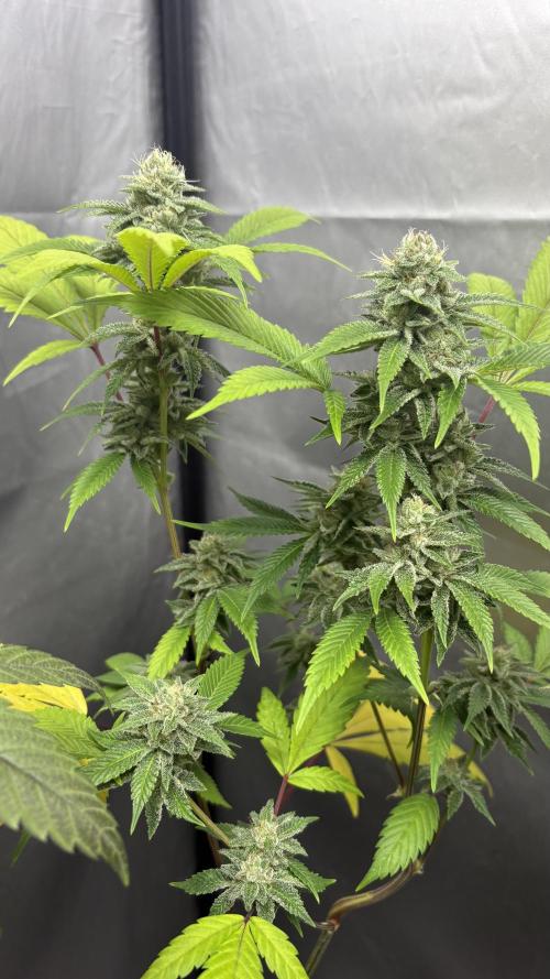 SOG: Oreoz Milkshake f4. Week 8
