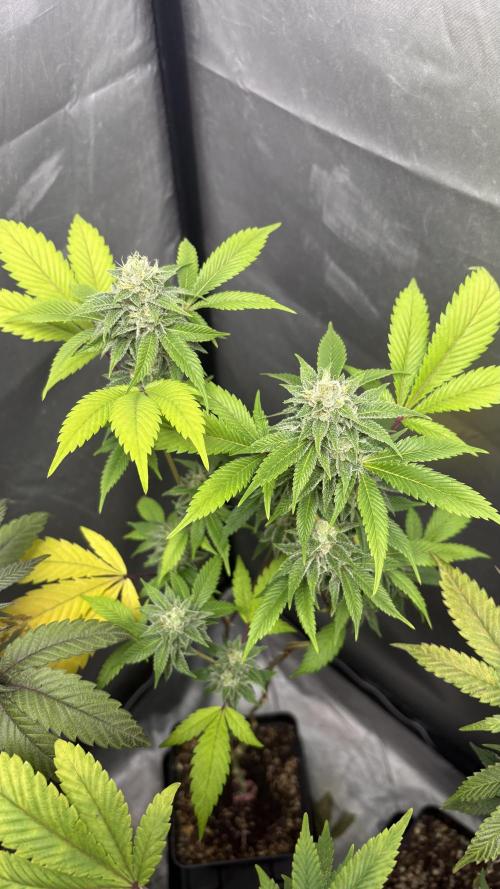 SOG: Oreoz Milkshake f4. Week 8