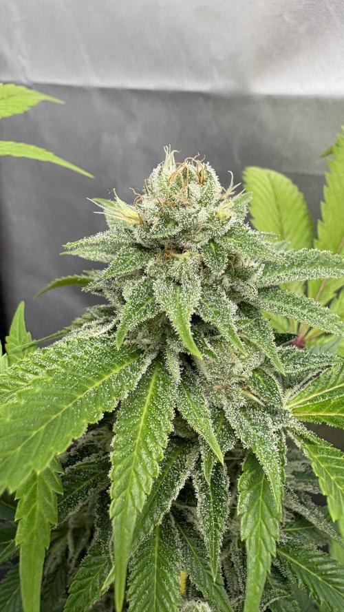 SOG: Oreoz Milkshake f4. Week 8