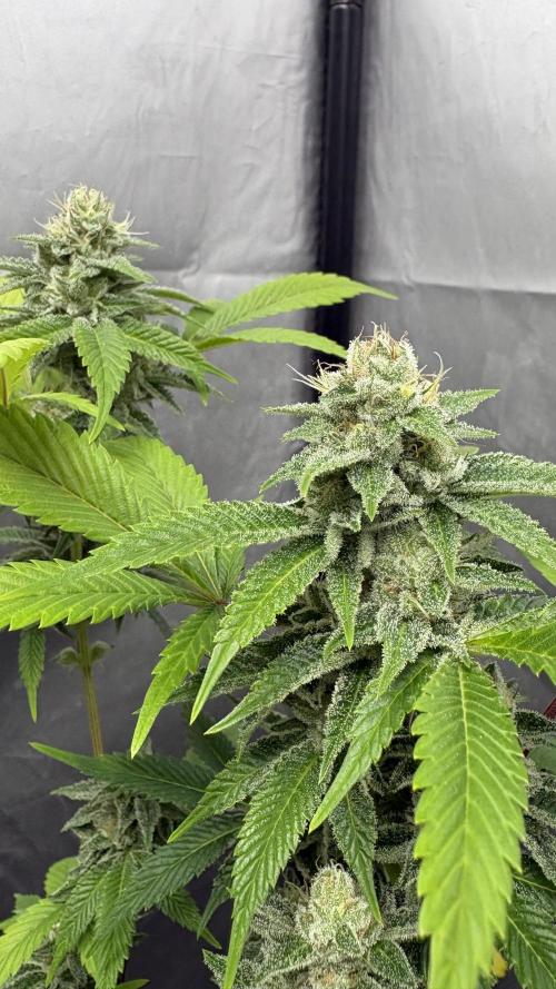 SOG: Oreoz Milkshake f4. Week 8