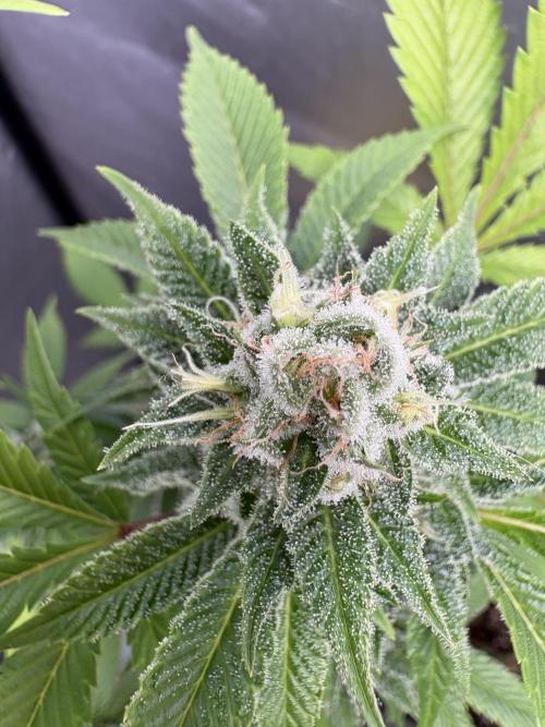 SOG: Oreoz Milkshake f4. Week 8