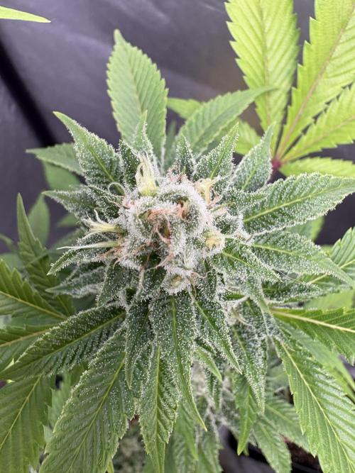 SOG: Oreoz Milkshake f4. Week 8