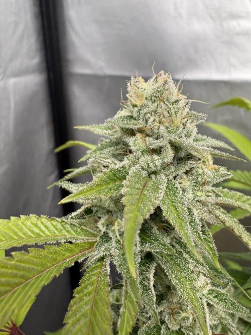 SOG: Oreoz Milkshake f4. Week 9