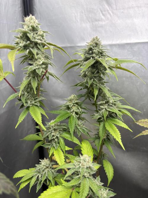SOG: Oreoz Milkshake f4. Week 9