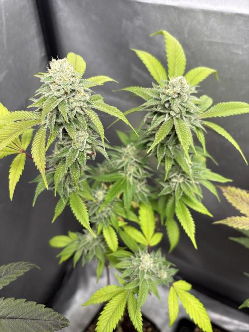 SOG: Oreoz Milkshake f4. Week 9