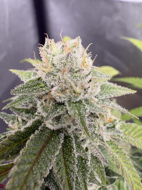 SOG: Oreoz Milkshake f4. Week 9