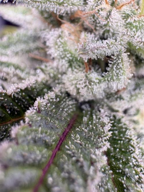 SOG: Oreoz Milkshake f4. Week 9