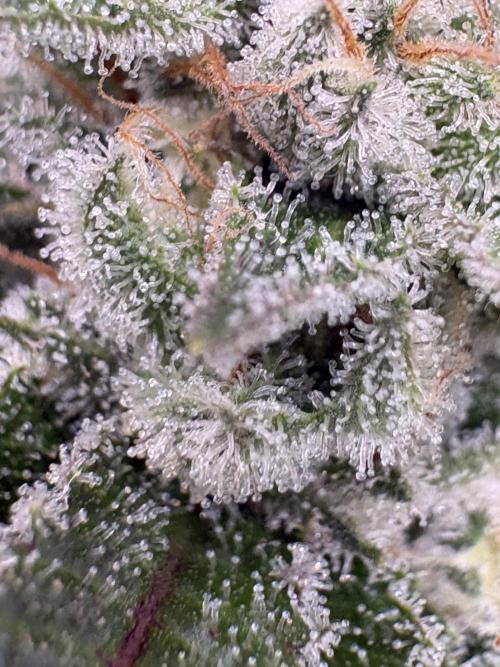 SOG: Oreoz Milkshake f4. Week 9