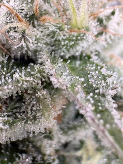 SOG: Oreoz Milkshake f4. Week 9