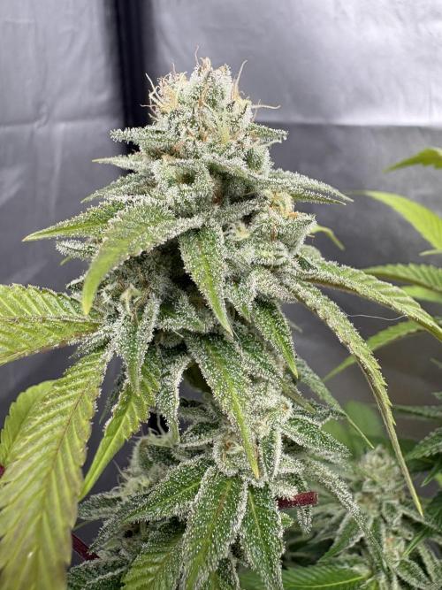 SOG: Oreoz Milkshake f4. Week 9