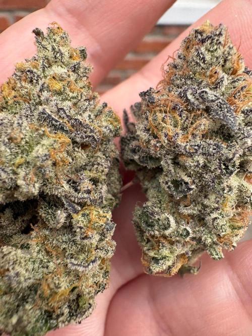 SOG: Oreoz Milkshake Fenotipo 1. Week 11