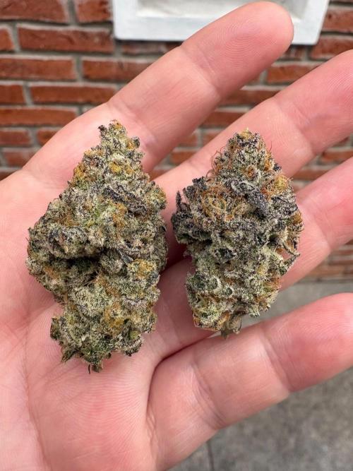 SOG: Oreoz Milkshake Fenotipo 1. Week 11