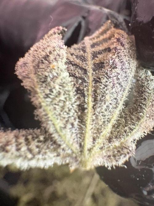 SOG: Oreoz Milkshake Fenotipo 1. Week 11