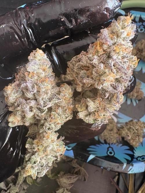 SOG: Oreoz Milkshake Fenotipo 1. Week 11