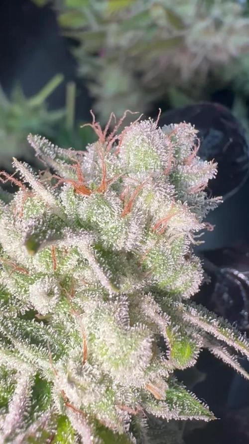 SOG: Oreoz Milkshake f4