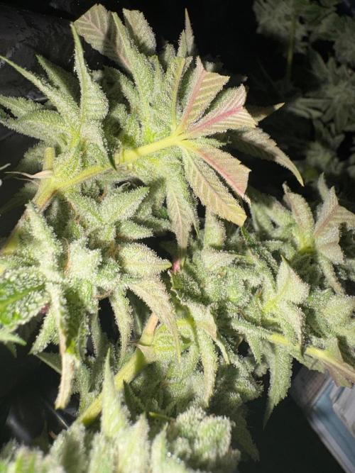 SOG: Oreoz Milkshake f4. Week 10