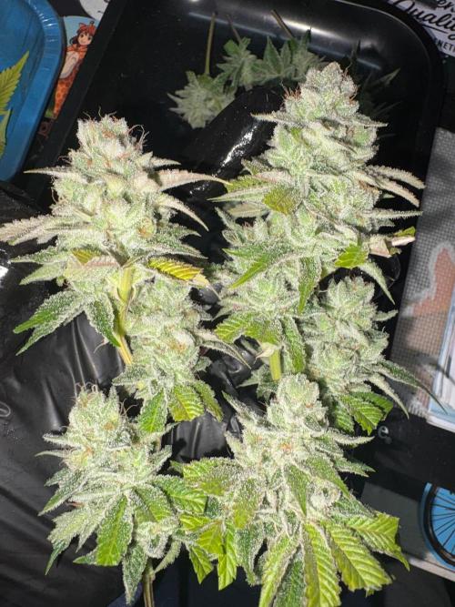 SOG: Oreoz Milkshake f4. Week 10