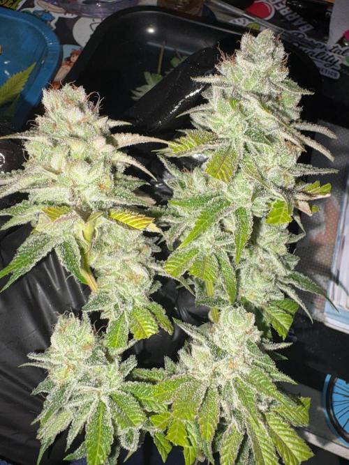 SOG: Oreoz Milkshake f4. Week 10