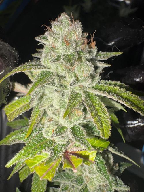 SOG: Oreoz Milkshake f4. Week 10