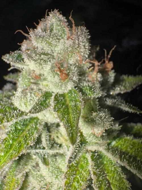 SOG: Oreoz Milkshake f4. Week 10