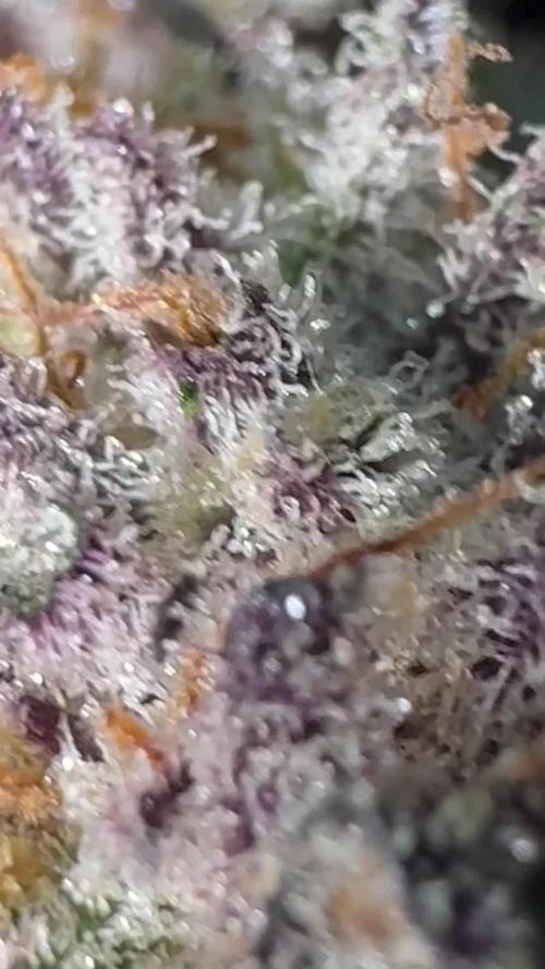 SOG: Oreoz Milkshake f2