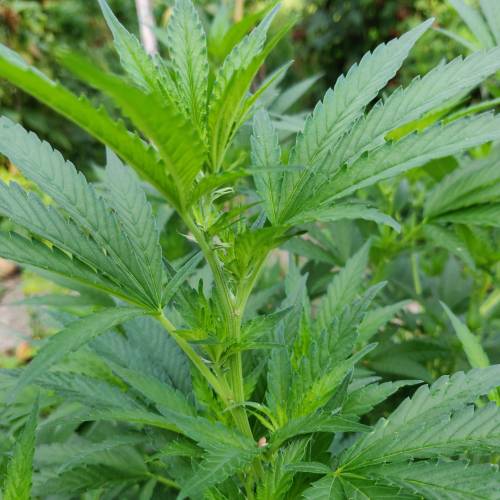 dont know what i'm doin. Week 4 - sweet island skunk