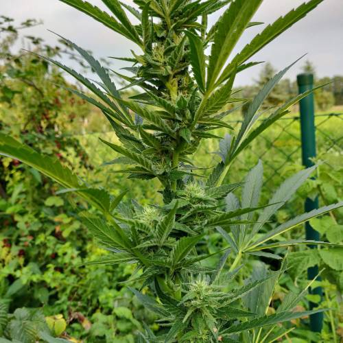 dont know what i'm doin. Week 4 - plant no.2 a automatic?