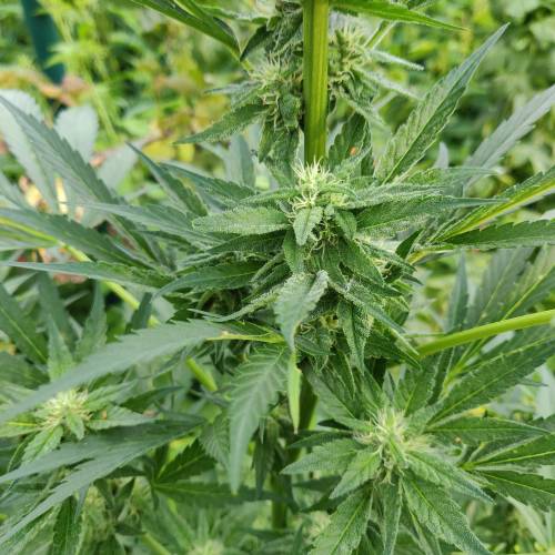 dont know what i'm doin. Week 4 - plant no2