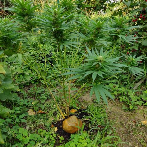 dont know what i'm doin. Week 4 - plant no3