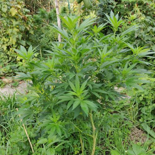 dont know what i'm doin. Week 4 - sweet island skunk