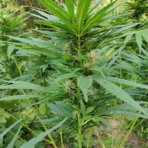 dont know what i'm doin. Week 4 - plant no3