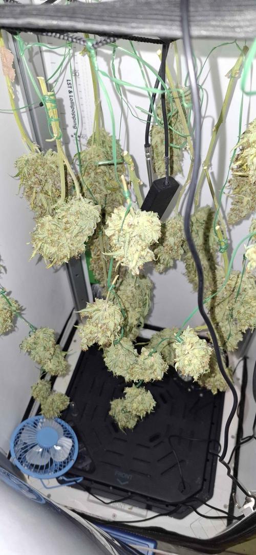 VGrow - Do-Si-Dos Automatic by RQS. Week 12