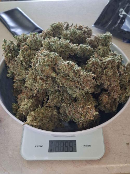 Do-si-dos Automatic. Week 12